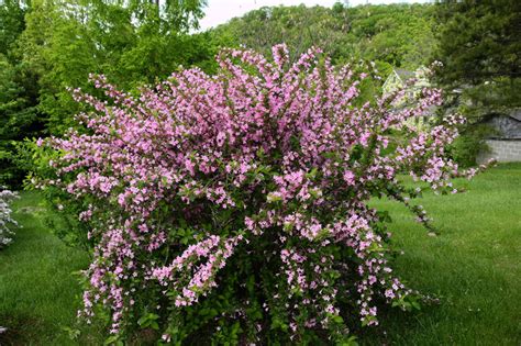 This finicky plant can take several years before the white or lilac clusters emerge, so be sure to buy one that's already in bloom. Flower blooming in May