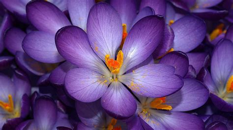 Wallpaper Blossom Purple Flowers Crocus Flower Flora Petal