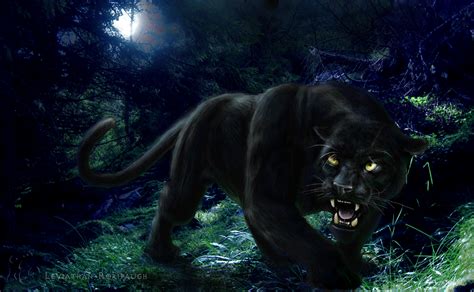 19 Black Panther Animal 4k Wallpapers
