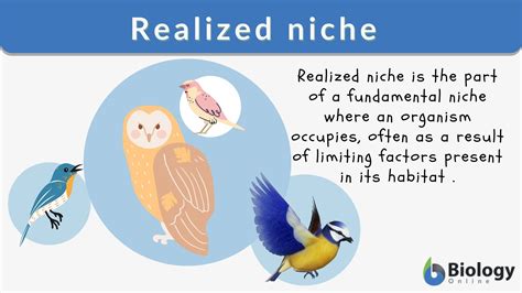 Realized Niche Definition And Examples Biology Online Dictionary