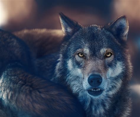 Wolf Hd Predator Animal Wildlife Hd Wallpaper Rare Gallery