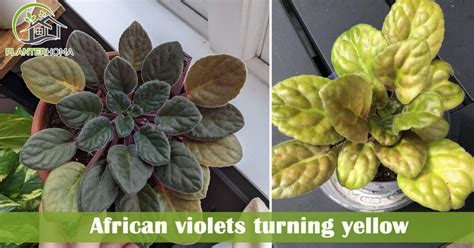 African Violet Leaves Problems And How To Fix Them Planterhoma