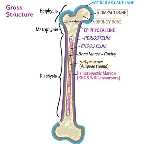 Learn The Basics Of Bone Anatomy With This Flashcard Bone Anatomy