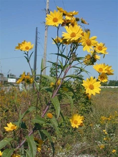 Sawtooth Sunflower Helianthus Grosserratus 4 Live Plants Etsy
