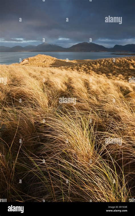 Dune Grass Luskentyre Beach Isle Of Harris Western Isles Scotland