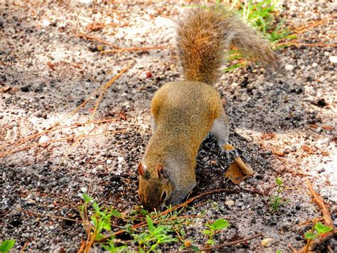 Squirrel Digging Ground Stock Image Image Of Park Nature 52948749