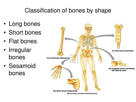 Ppt Bones And Cartilage Powerpoint Presentation Free Download Id