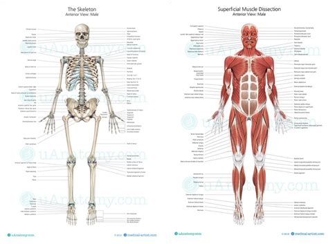 Human Muscle Anatomy Chart Human Muscle Anatomy Poster Musculature
