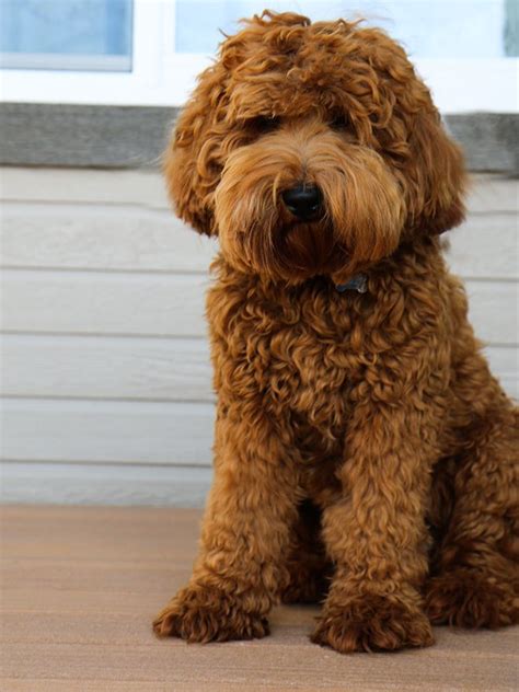 An australian labradoodle litter would usually have an average of 8 puppies, so they are not really that rare. Australian Labradoodle Puppies - Daisy Hill Australian ...