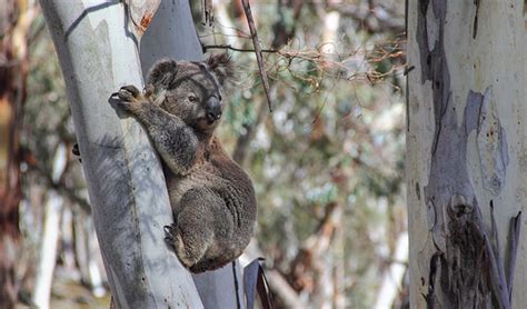 Koala Australian Animals Nsw National Parks