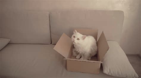 6 Reasons Why Do Cats Like Boxes So Much Catofday