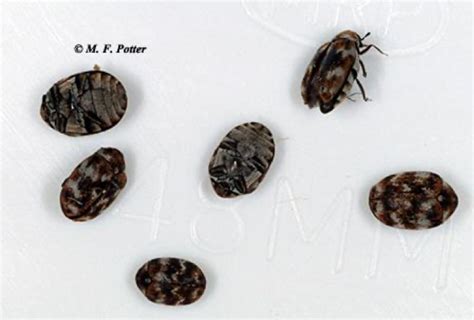Carpet Beetle Bite Pictures Home Alqu