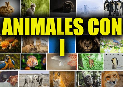Animales Que Comienzan Con I Lista Y Explicaciones De Los Animales Que