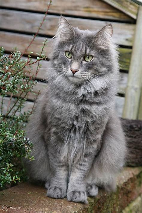 Image Result For Fluffy Grey Cat Photography Cats Cat Photography