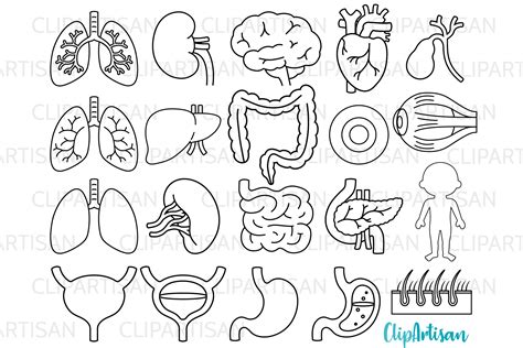 Human Body Organs Clipart Digital Stamps Gr Fico Por Clipartisan