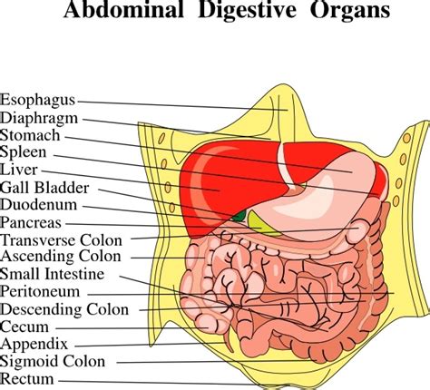Abdominal Quadrants Labeled 9 Quadrants Of The Abdomen Canadian Pa