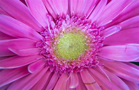 Gerbera Flower Stock Image Image Of Closeup Blooming 89464443