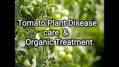 Tomato Plant Disease Care And Treatment Grow Tomatos Youtube