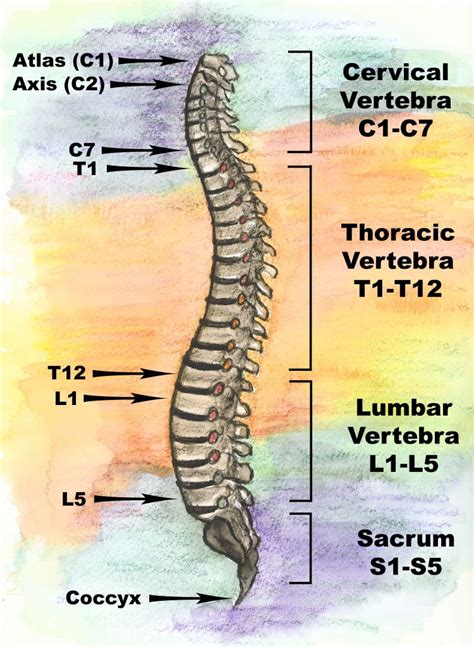 Spinal Column Anatomy Illustration Spinal Anatomy Spinal Regions Bones