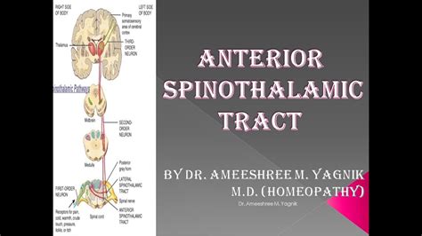 Anterior Spinothalamic Tract Introduction Situation Origin Course