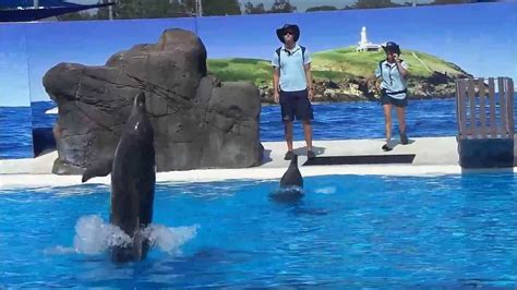 Dolphin Show Coffs Harbour Australia Dolphin Marine Magic Travel