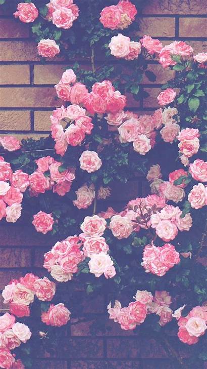 Aesthetic Wallpapers Pink Roses Rose