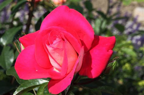 Rose Blooms Red Free Photo On Pixabay Pixabay