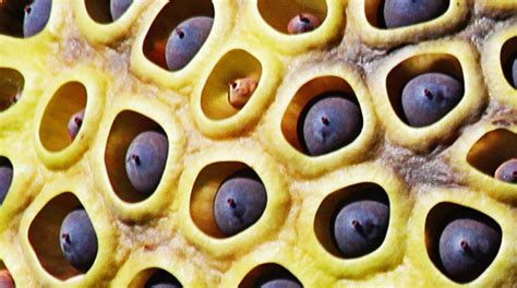 Fear Of Holes Take The Trypophobia Test I Never Realized I Was So Terrified Of Holes By