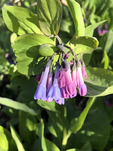 Wisconsin Wildflower Virginia Bluebells Spring Ephemeral