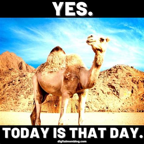 Wednesday Camel Memes