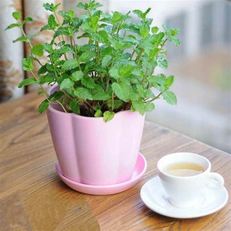 Growing Mint Indoors And How To Care It Balcony Garden Web