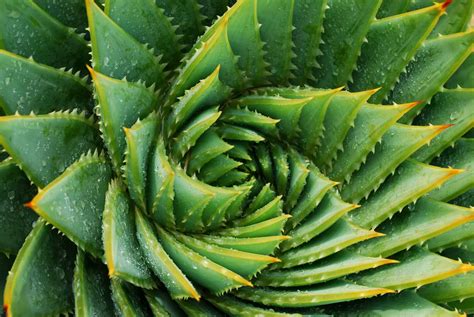 9 Amazing Fractals Found In Nature