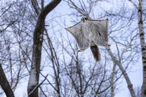 Stock Photo Of Siberian Flying Squirrel Pteromys Volans Orii Gliding