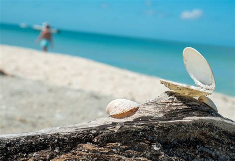 The Worlds Best Shelling Is At The Beaches Of Fort Myers And Sanibel