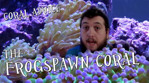 Coral Advice The Frogspawn Coral Youtube