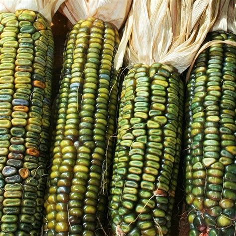 Tomorrowseeds Oaxacan Green Dent Indian Corn Seeds Count Packet