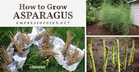 How To Plant Asparagus Crowns