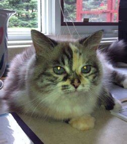 Share photos and videos, send messages and get updates. Choosing a cat for your family- advice Cat Boarding Near Me