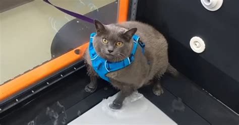 Browse & order food from fat cat (food by fat cat) with beep. WATCH: Adorable Fat Cat Refuses To Use Underwater Treadmill