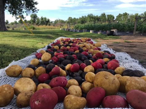 Frost Livestock Farm Ranch Homestead