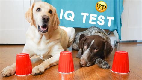 Testing My Dogs Intelligence Iq Test Youtube