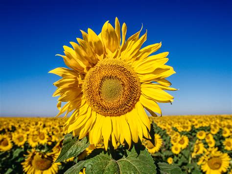Big Mother Sunflower Sean Fitzgerald Photography