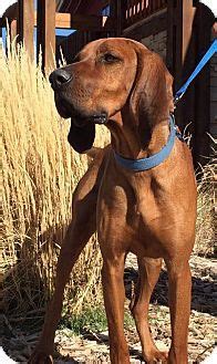 See more of park city pet resort on facebook. Redbone Coonhound Dog for adoption in Park City, Utah ...