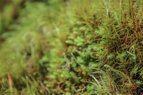 Green Fresh Moss Growing At Arthur S Pass National Park In New Zealand