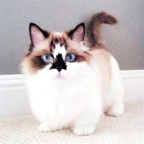 Munchkin Ragdoll Cat A Unique Breed Of Kitty Cat Queries