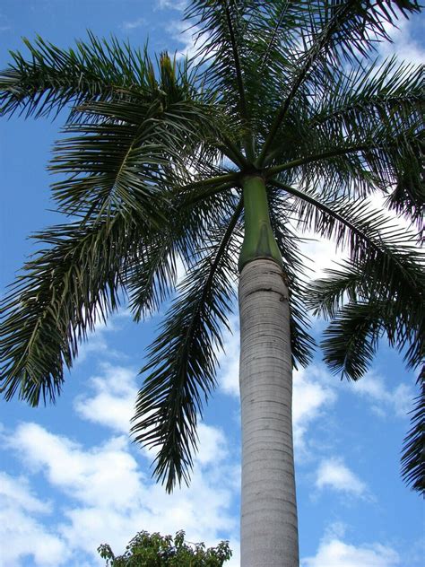 Roystonea Regia Florida Royal Palm 10 Seeds Etsy