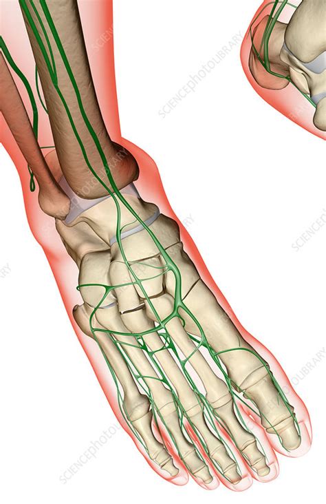 Lymphatic System Foot