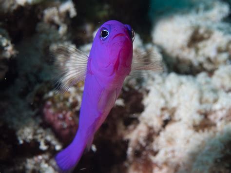 10 Of The Most Beautiful Dottyback Fish Pictures Laughtard