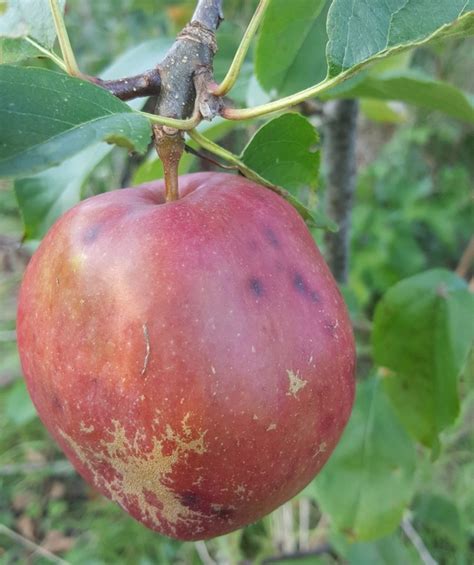 Cornish Pine Apple Tree £2250 Dessert Apples Late Season Apple
