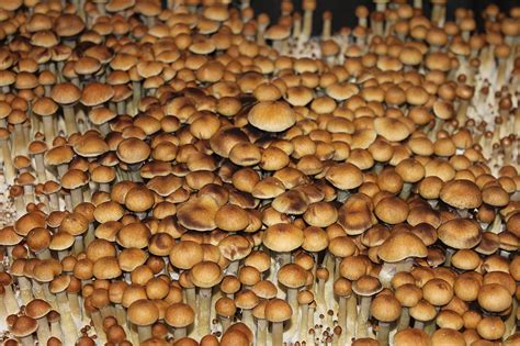 my mushroom porn grow log mushroom cultivation shroomery message board
